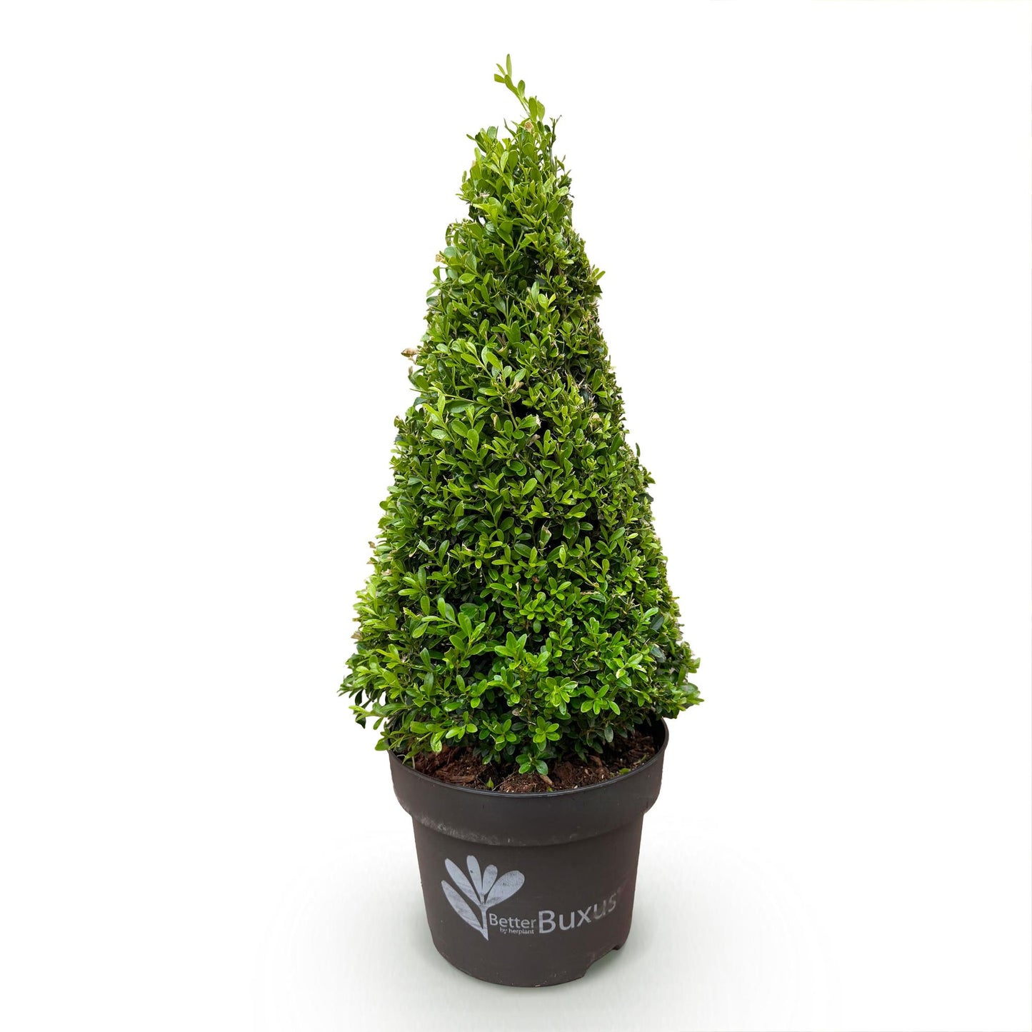 Buxus Pyramide - BetterBuxus Skylight - Resistant tegen de Buxus Schimmel - 1 Plant - Pot 23cm Hoogte 60-70cm