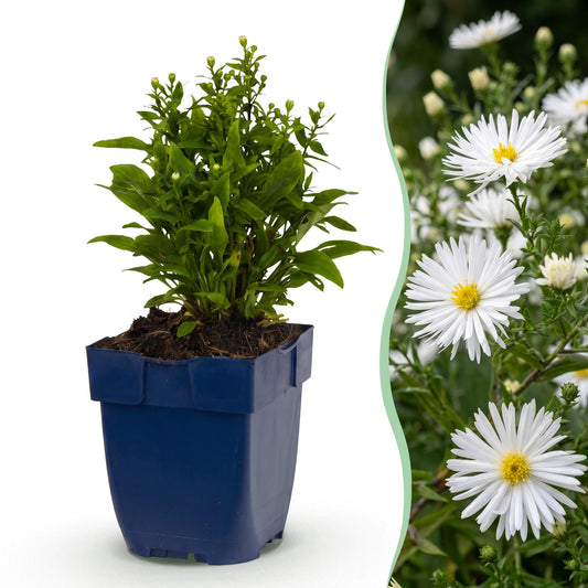 Vasteplant - Aster (D) Schneekissen - Zeeaster - Bijen en Vlinderlokkers - Wit - 1 Plant - Pot 11cm - Hoogte 15-25cm