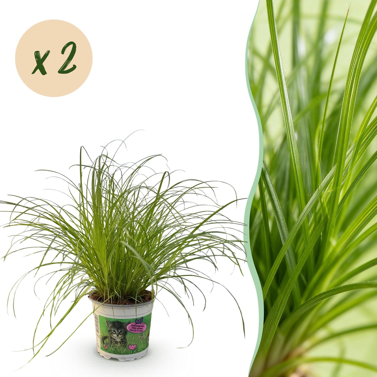 Green boutiQ - Houseplant - Cyperus alternifolius Zumula - Cat grass - Pet-friendly - Green - 2 Plants - 12cm Pot - Height 28-30cm