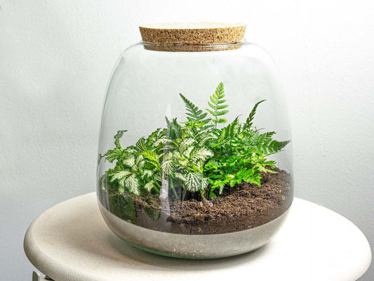 Terrario per piante - Emma Mini - Kit fai da te - ↑ 20 cm - Ø 19 cm - Fittonia White Tiger