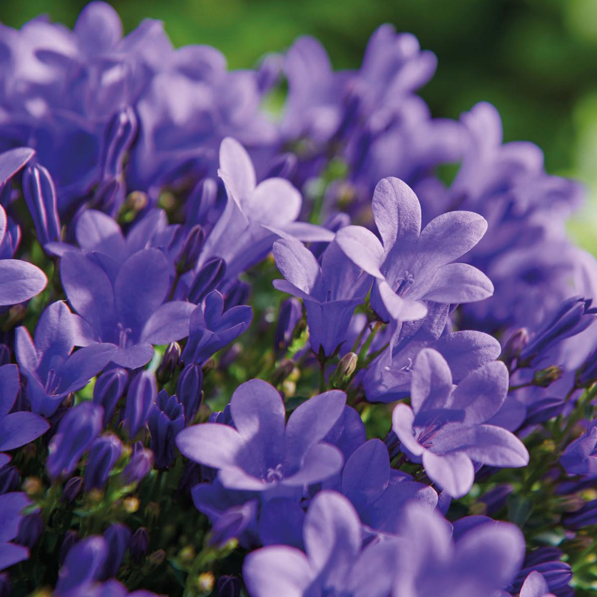 Campanula Addenda - Bellflower purple pot size 12cm - 2m2 ground cover - 12 pieces - Ambella purple - garden plants - winter hardy