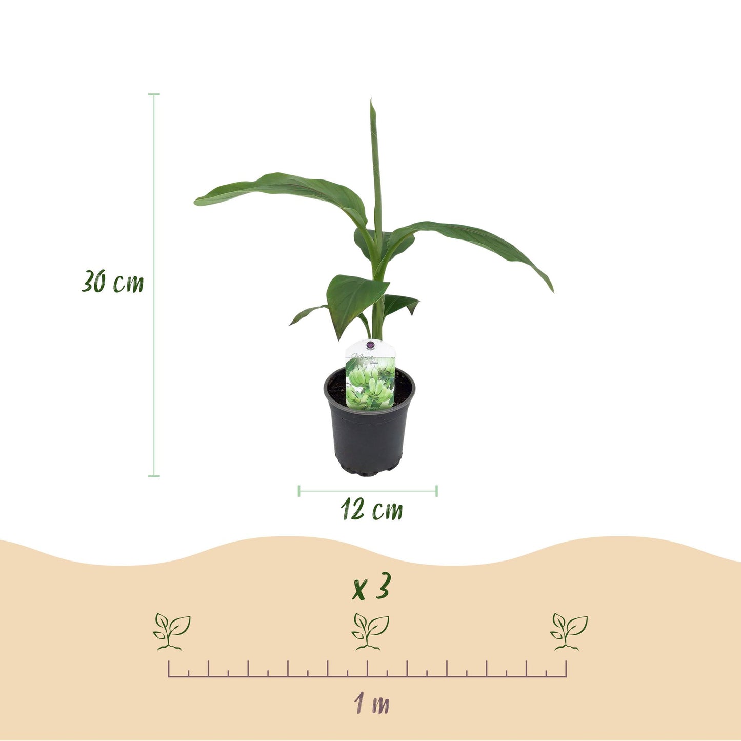 Green boutiQ - Fruitplant - Bananen plant - Musa Basjoo - Winterhard - 4 planten - Pot 12cm Hoogte 30cm
