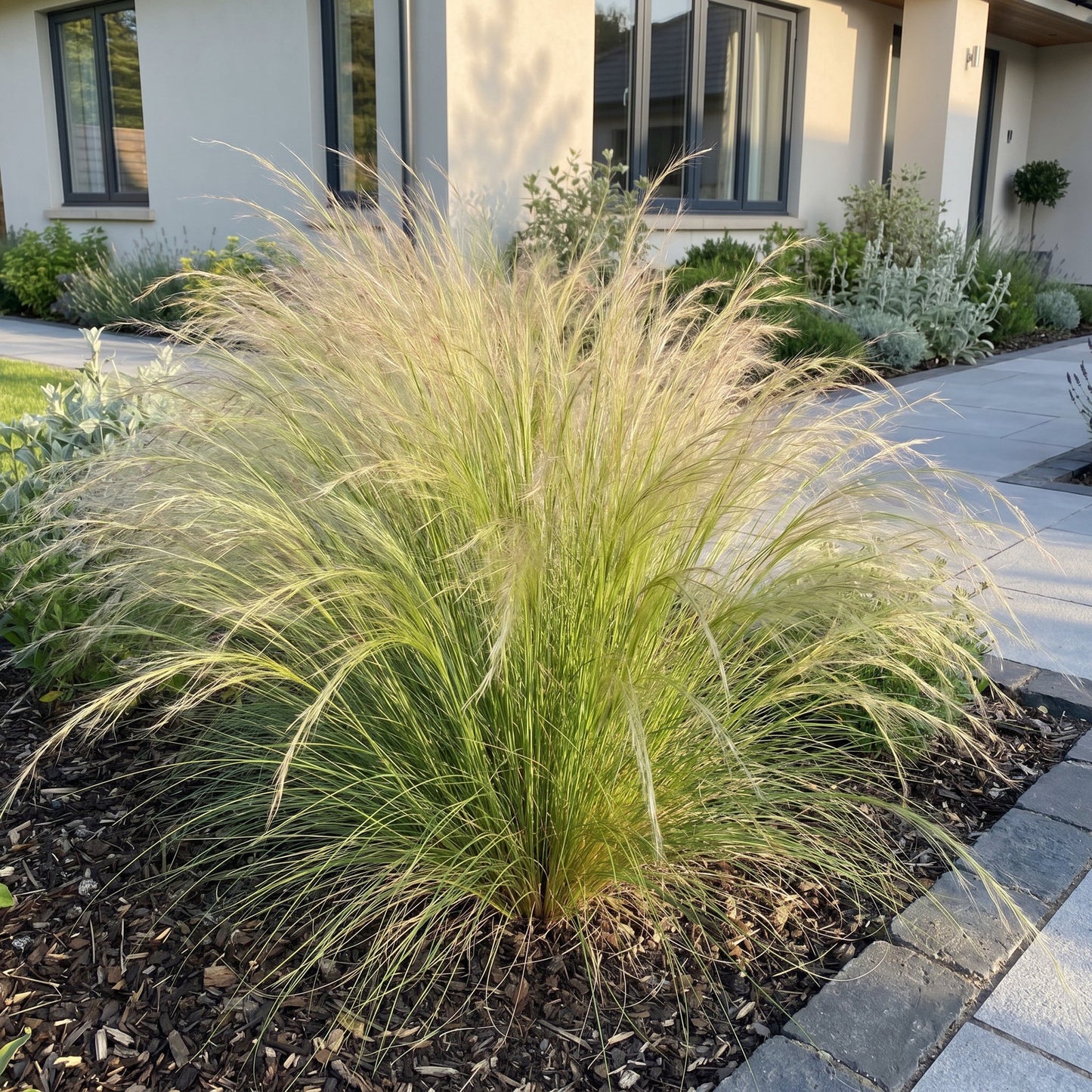 Grassen - Stipa tenuissima Ponytails - Vedergras - Groenblijvend - Groen - 1 Plant - Pot 11cm - Hoogte 15-25cm
