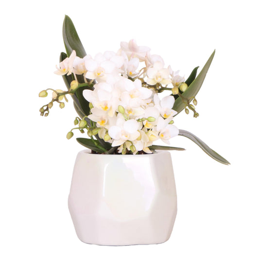 Hummingbird Orchids | White orchid 'Nazaré' + Pearl decorative pot Travertine - pot size Ø9cm | flowering houseplant - fresh from the grower