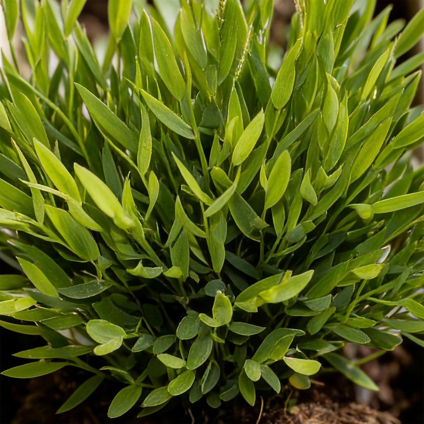 Houseplant - Bamusa Pogonatherum Monica - Bamboo Grass - Pet-Friendly Plant - Green - 1 Plant - with Grey Pot - Pot 12cm - Height 20cm
