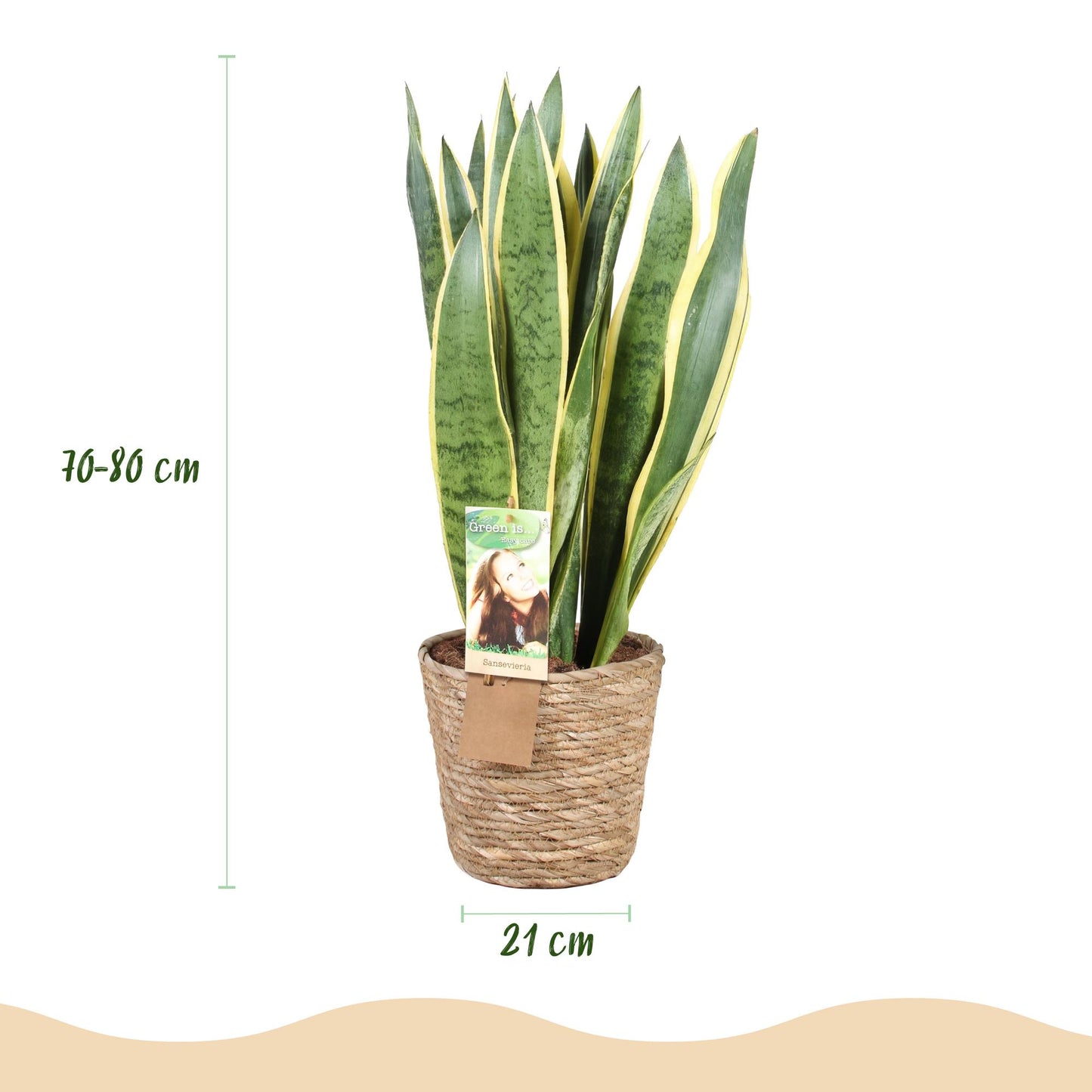 Green boutiQ - Houseplants - Sansevieria Laurentii - Snake Plant - Low maintenance - with basket - Green - yellow - 1 Plant - Pot 21cm - Height 70-80cm