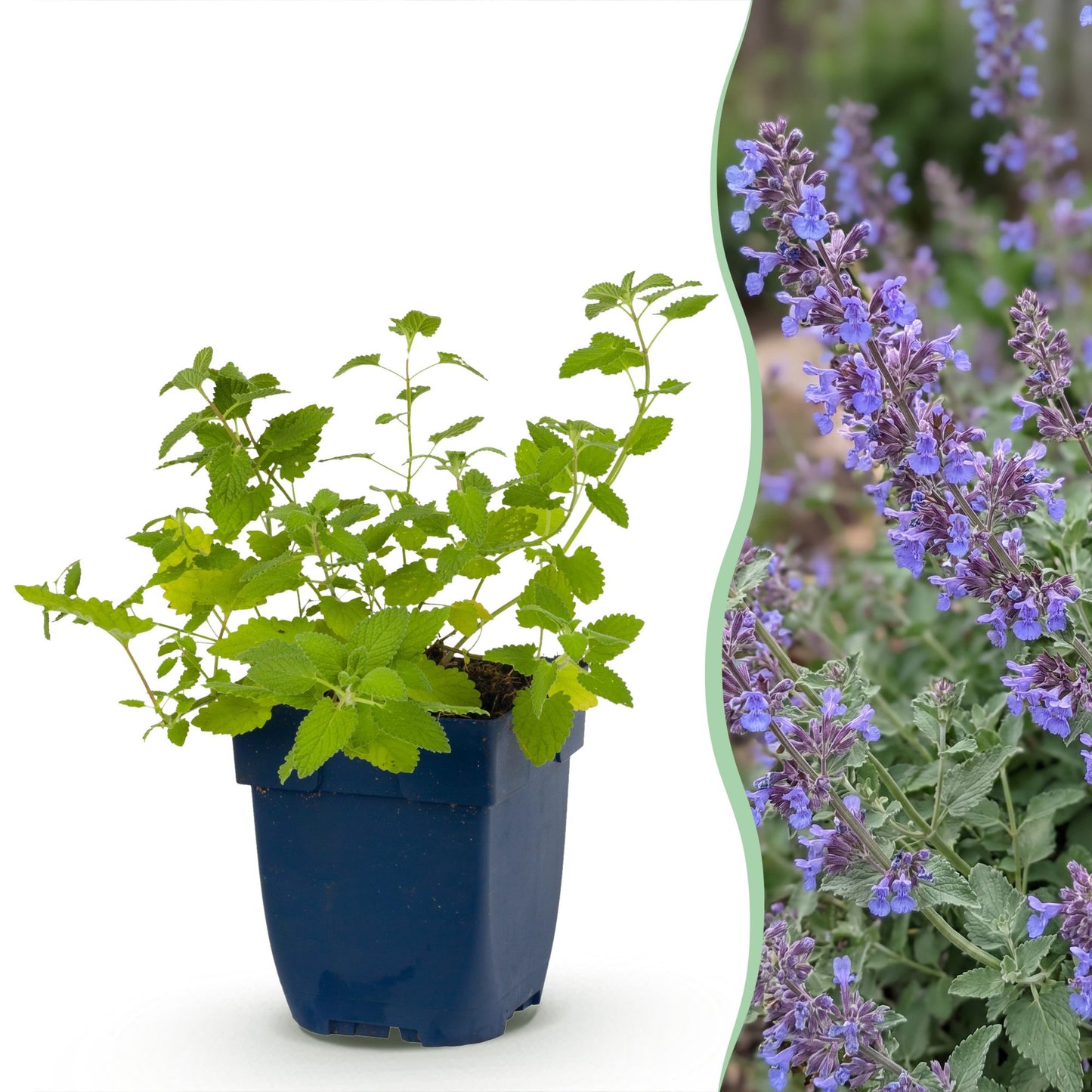 Perennial - Nepeta faassenii 'Six Hills Giant' - Catmint - Bee and Butterfly Attractor - Purple - 24 Plants - Pot 11cm - Height 15-25cm