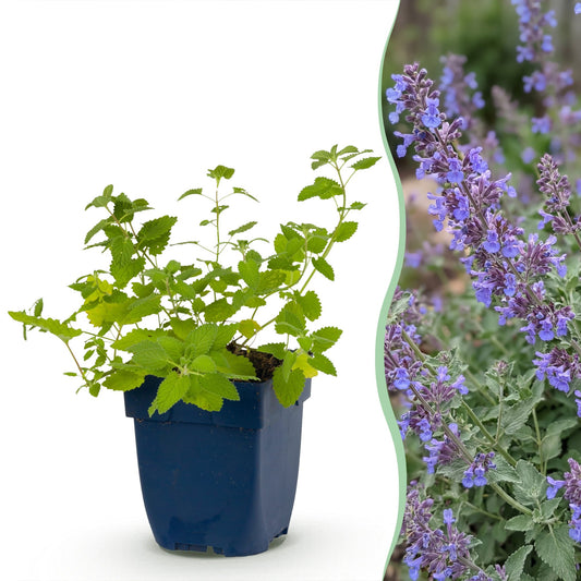 Vasteplant - Nepeta faassenii 'Six Hills Giant' - Kattenkruid - Bijen- en vlinderlokkers - Paars - 24 Planten - Pot 11cm - Hoogte 15-25cm