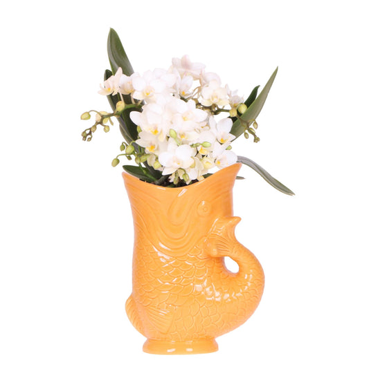 Orchidee colibrì | Orchidea bianca 'Nazaré' + Vaso per pesci arancione - dimensioni vaso Ø9 cm | pianta d'appartamento in fiore - fresca dal coltivatore