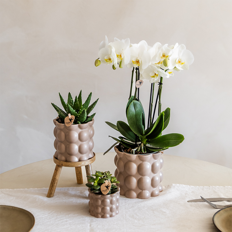 Kolibri Orchids | Set di piante Cotton sabbia | Piante verdi con orchidea Phalaenopsis bianca Ghent in vasi decorativi in ceramica