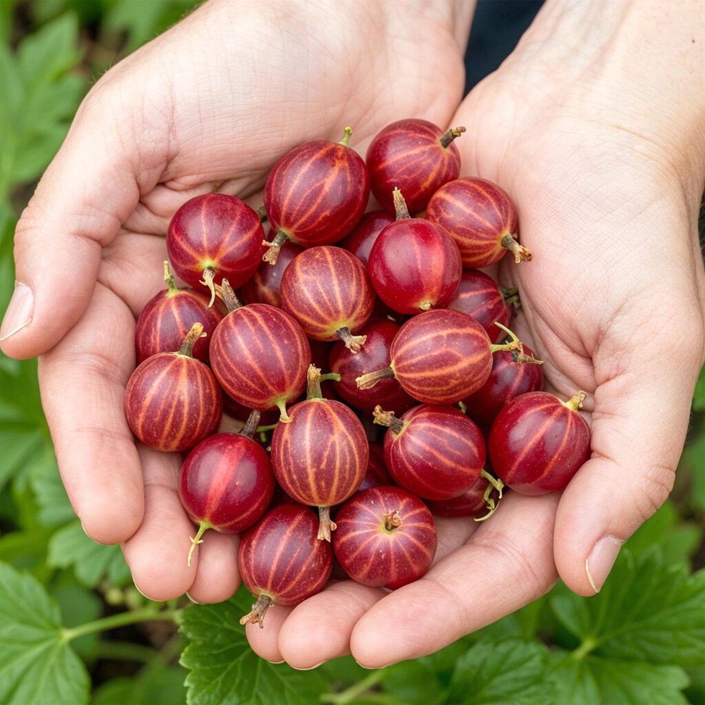 Green boutiQ - Fruit Plants - Gooseberry - Ribes uva-crispa Hinnonmaki Rod - Winter Hardy - 3 Plants - Pot 9 cm - Red Currant