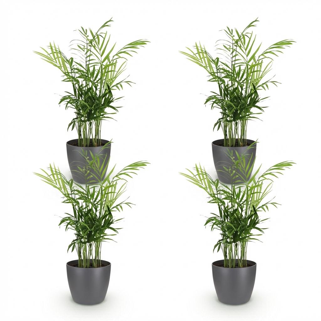 Pianta da interno - Chamaedorea elegans - Palma nana - Pianta adatta agli animali domestici - Verde - 4 Piante - con Vaso Grigio - Vaso 12cm - Altezza 15cm