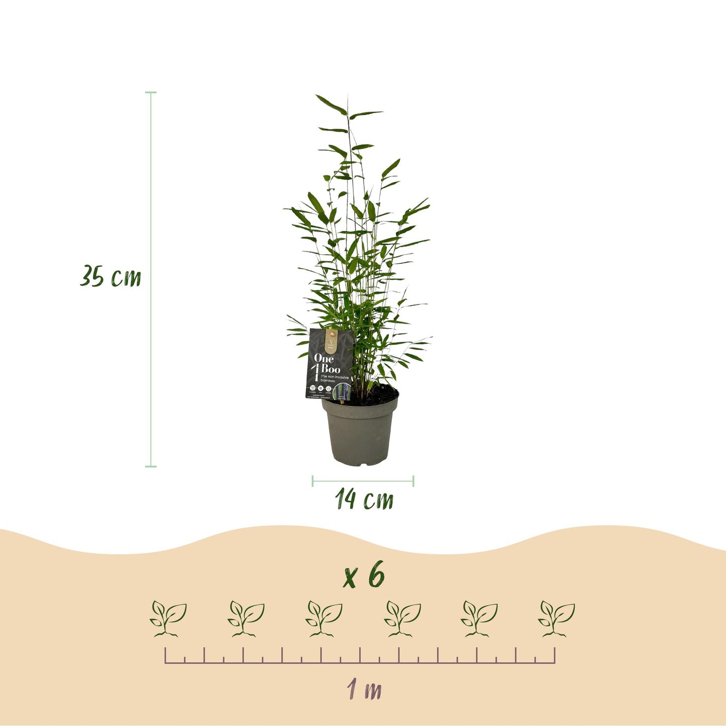 Green boutiQ - Bamboe - Fargesia Black Dragon - Bladhoudend - Niet Woekerend - Groen - 6 Planten - Pot 14cm - Hoogte 35cm