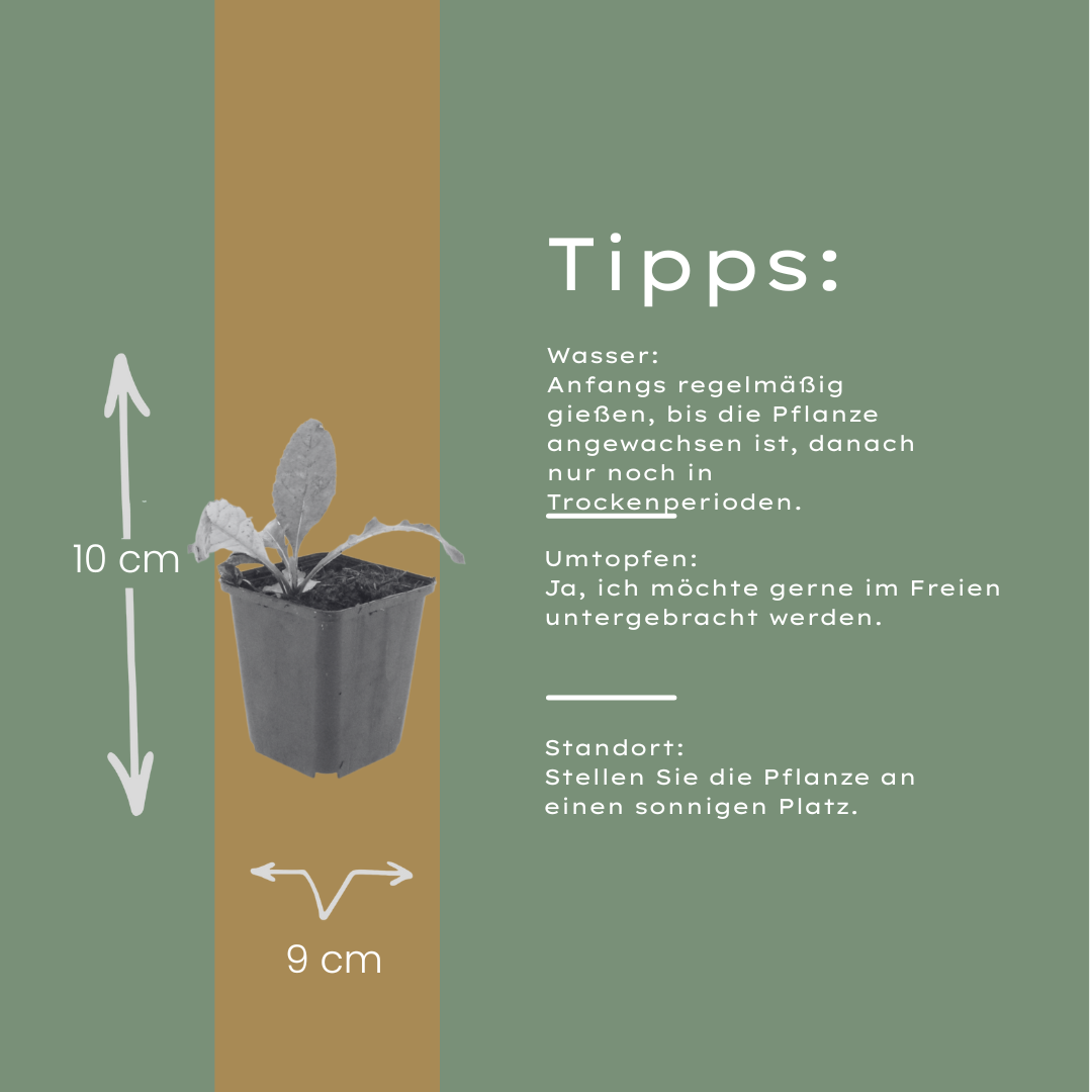 6x Echinops ritro - ↕10-25cm - Ø9cm