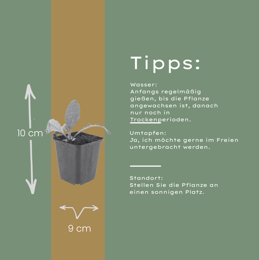 6x Echinops ritro - ↕10-25cm - Ø9cm