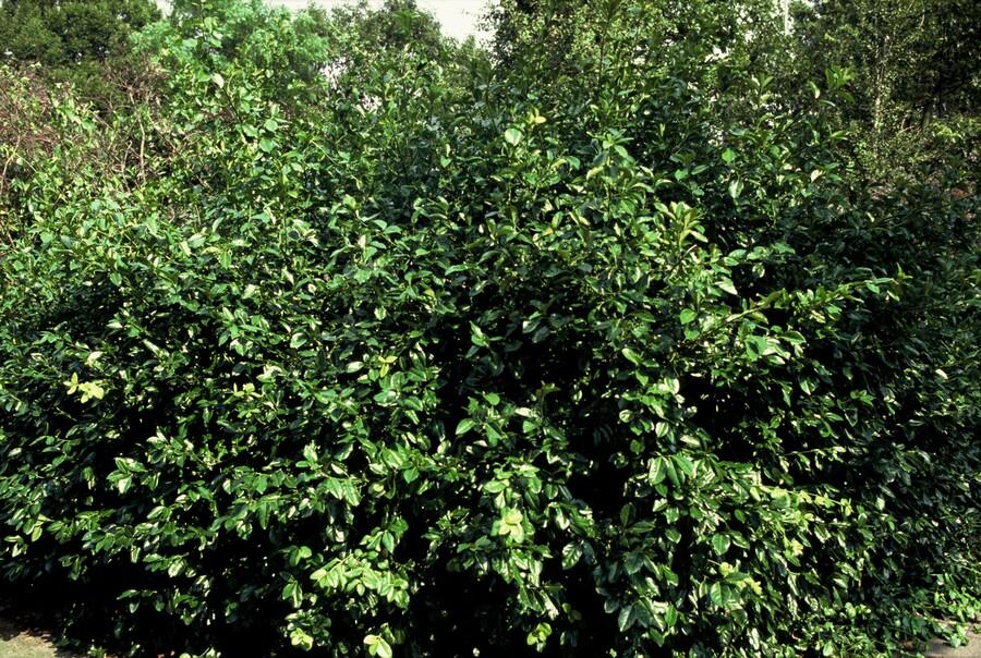 6x Euonymus forte. 'Coloratus' - ↕10-25cm - Ø9cm