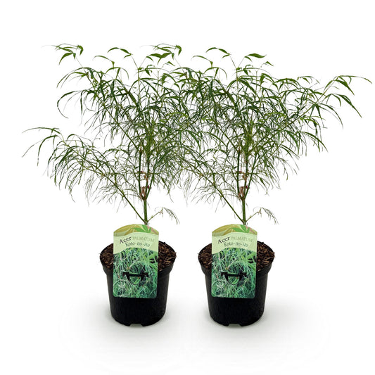 Green boutiQ - Pianta da patio - Acero giapponese - Acer palmatum Koto-no-ito - Verde - 2 piante - Decidua - Vaso 19 cm Altezza 70 cm