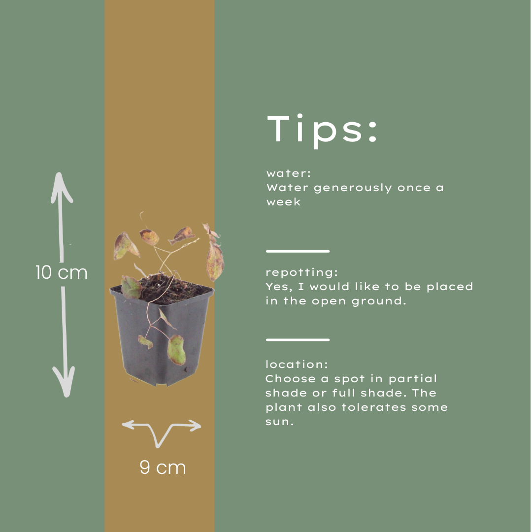 60x Epimedium rubrum - ↕10-25cm - Ø9cm