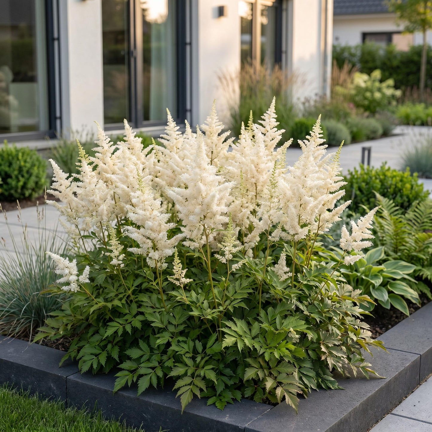 Perennial - Astilbe (J) Germany - Plume spirea - Shade - White - 6 Plants - Pot 11cm - Height 15-25cm