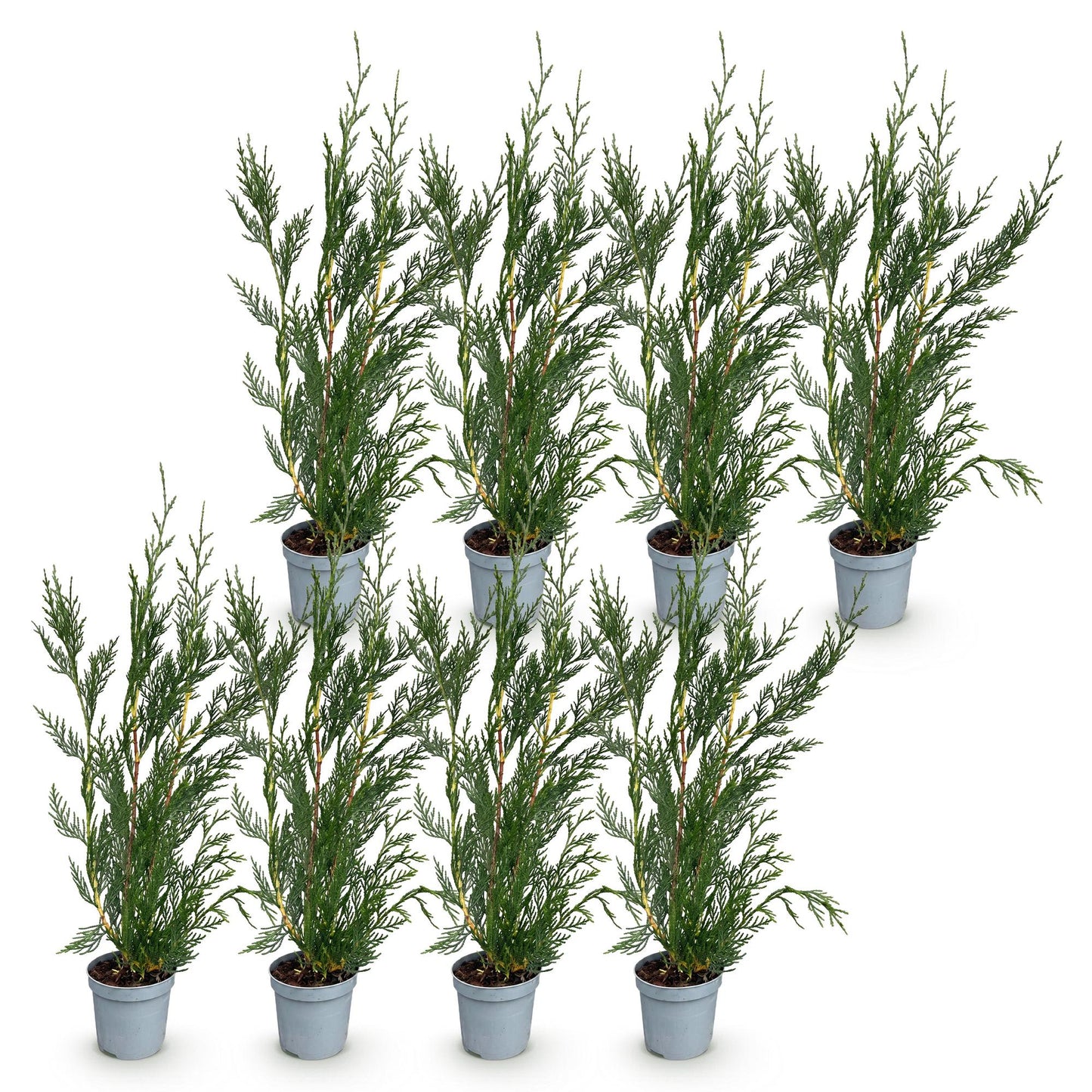 Green boutiQ - 8x Cupressocyparis leylandii 2011 - Leylandii - Hedge Plants - Evergreen - Green - Pot 9cm - Height 30-40cm