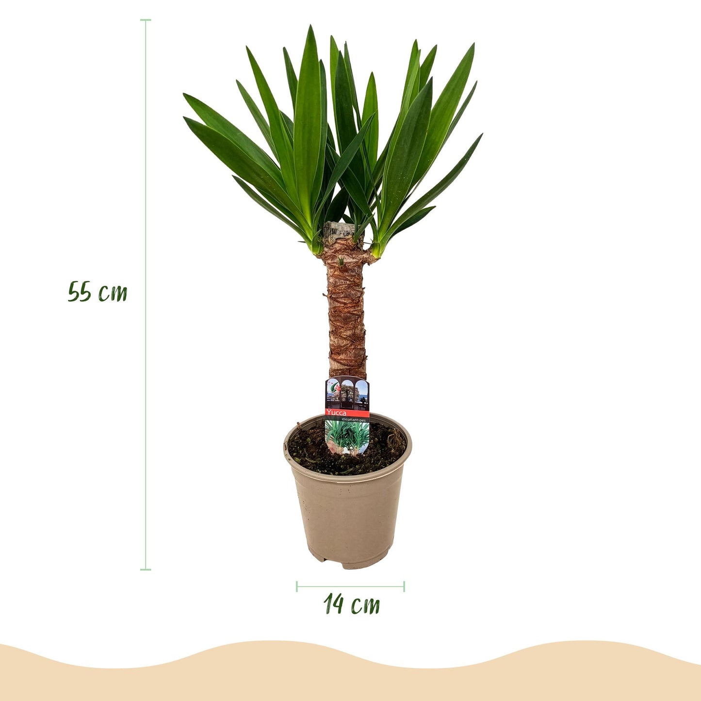 Houseplant - Yucca elephantipes - Yucca - Low maintenance - Green - 2 - Pot 14cm - Height 55cm