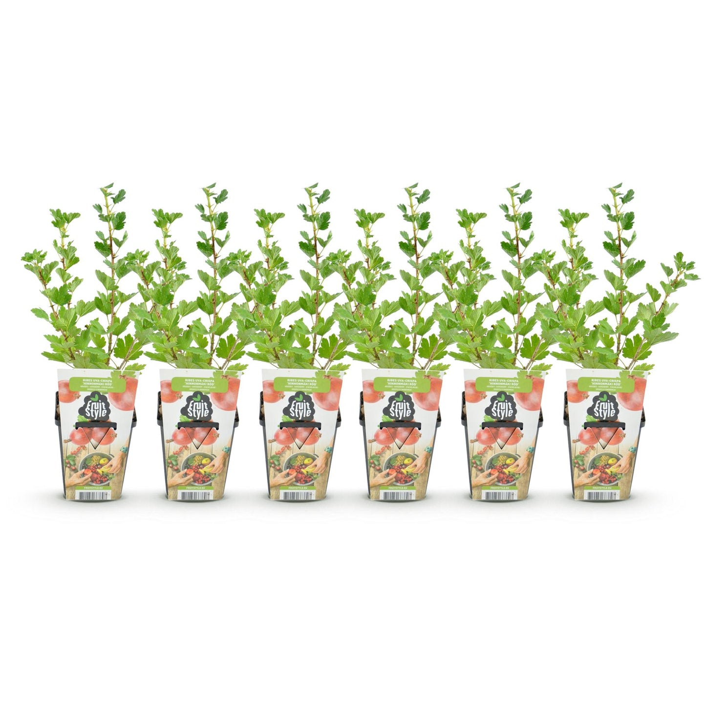 Fruitplanten - Kruisbes - Ribes uva-crispa Hinnonmaki Rod - Winterhard - 6 Planten - Pot 9 cm - Rode Bes