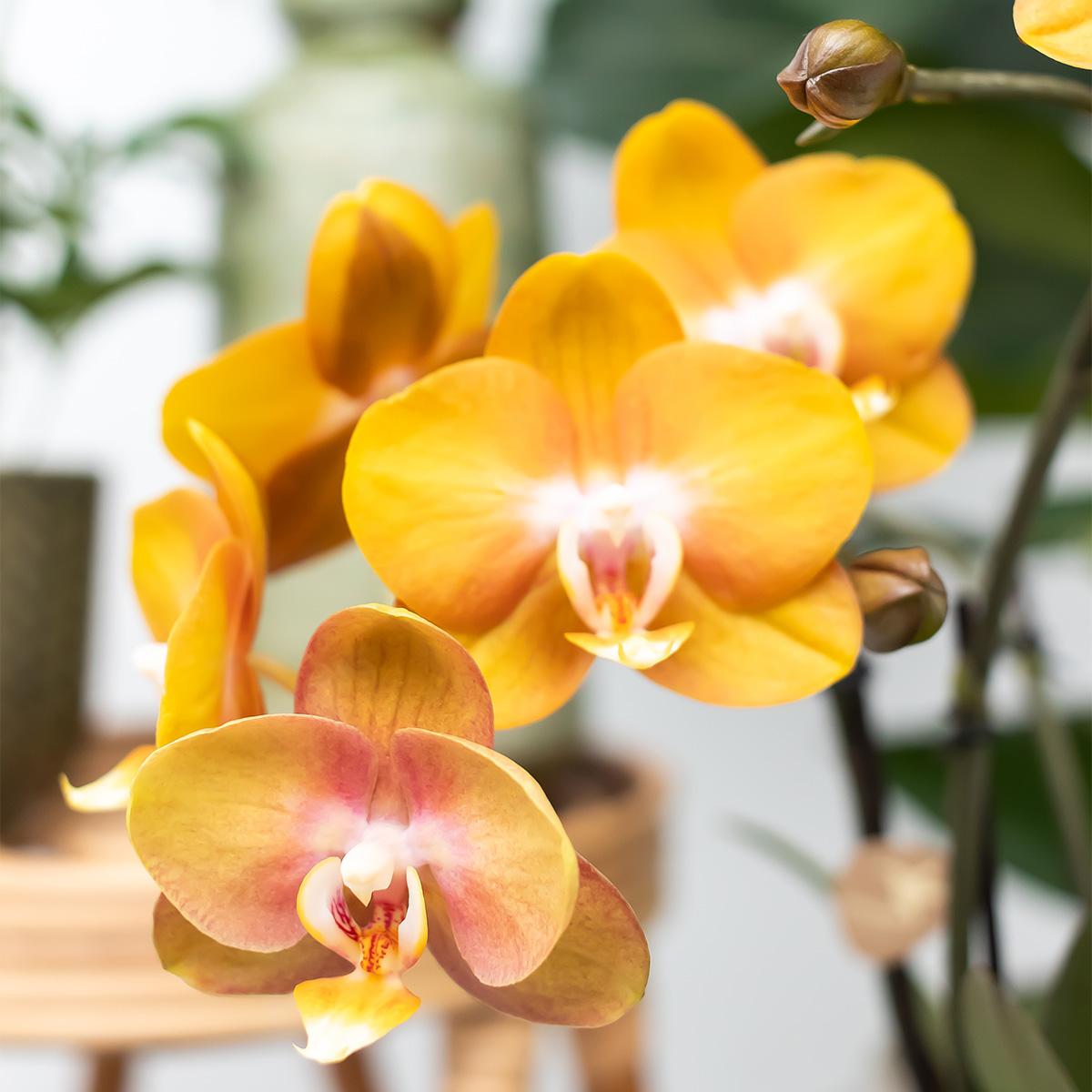 Hummingbird Orchids | orange orchid set in Honey dish incl. water reservoir | three orange orchids Las Vegas12cm | Mono Bouquet white with self-sufficient water reservoir