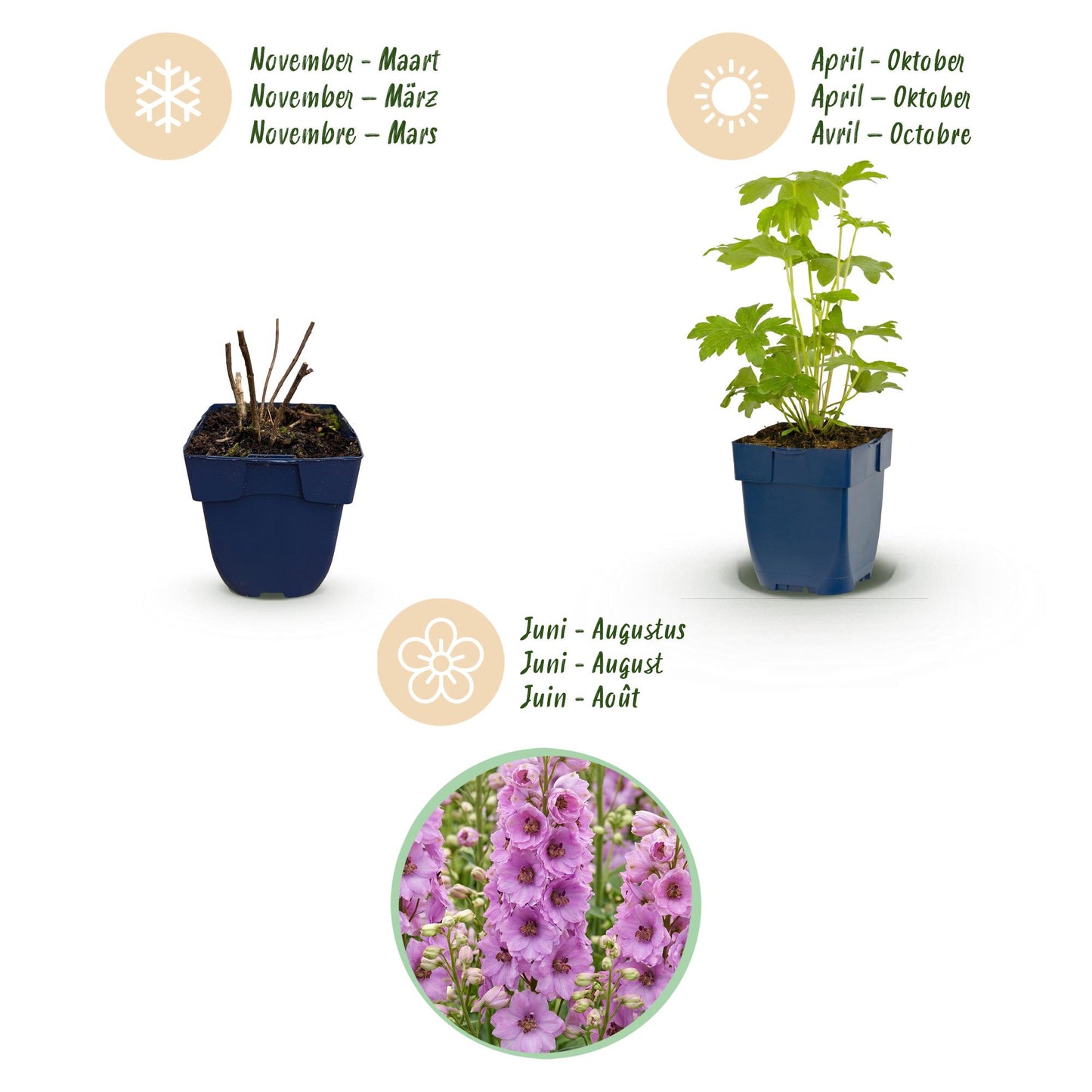 Green boutiQ - Plante vivace - Delphinium (P) Astolat - Gloire du jardin - Attire les abeilles et les papillons - Rose - 12 Plantes - Pot 11cm - Hauteur 15-25cm