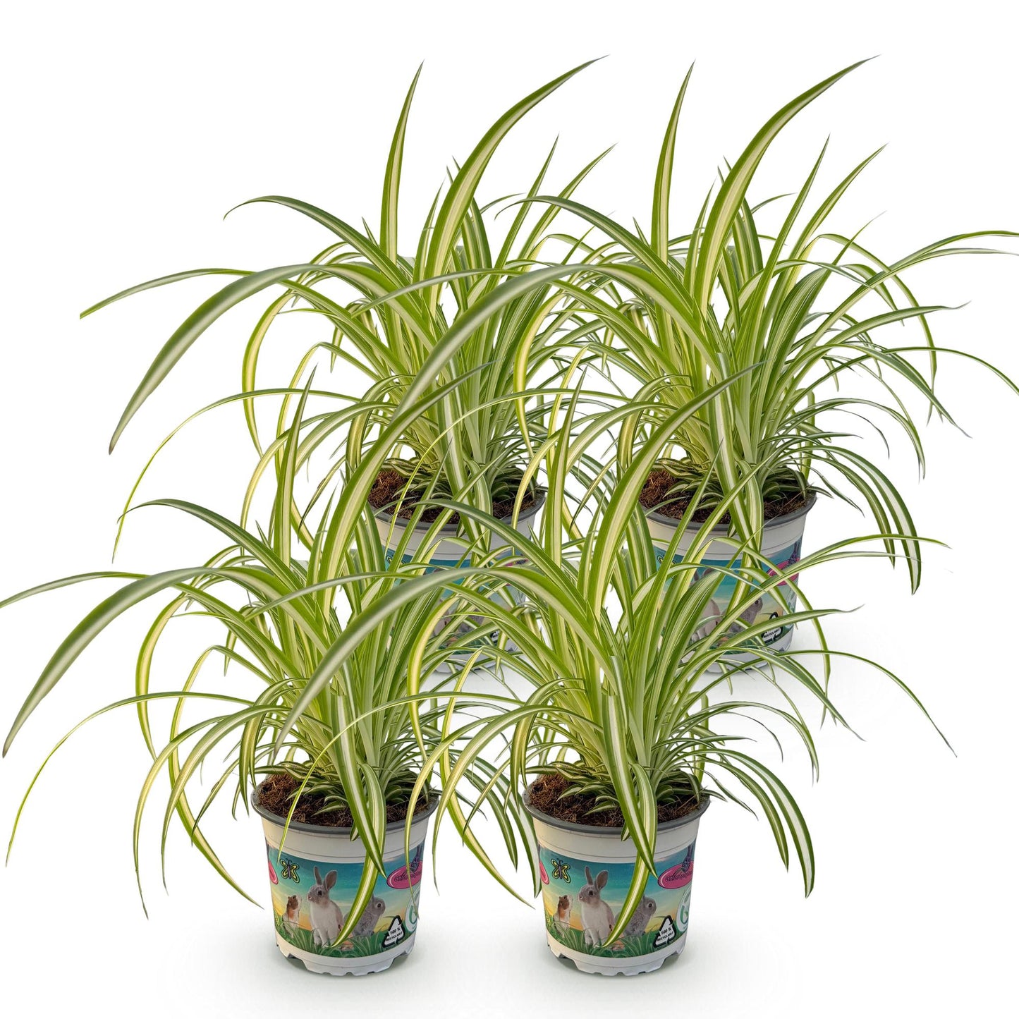 Green boutiQ - Houseplant - Chlorophytum comosum Variegatum - Cat Grass - Pet-Friendly - Colorful - 4 Plants - 12cm Pot - Height 25-30cm
