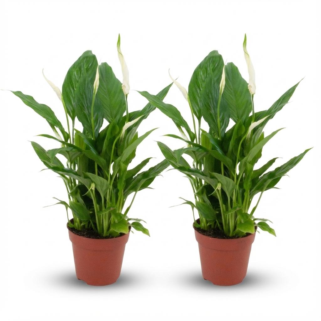 Spathiphyllum Peace Lily - Pack of 2 - Ø 12 cm - Height: 35-40 cm