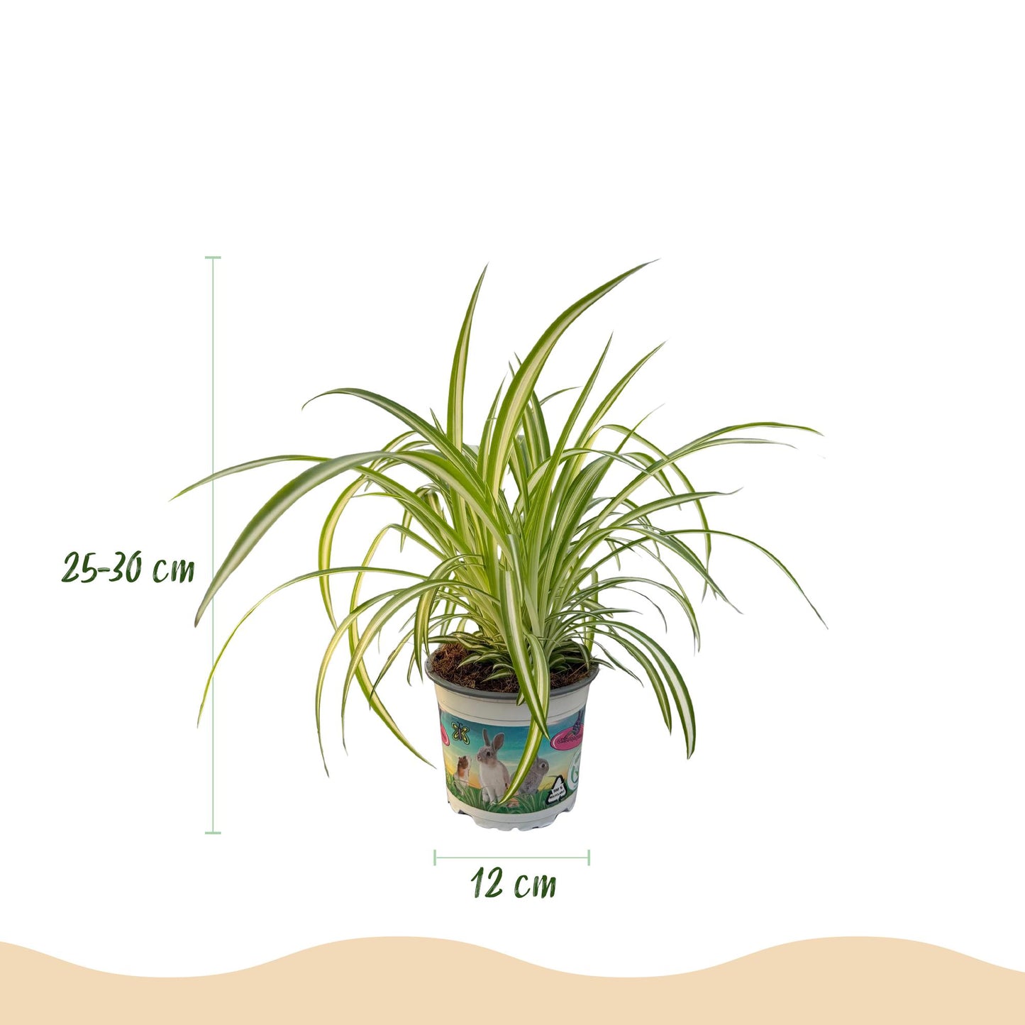 Green boutiQ - Houseplant - Chlorophytum comosum Variegatum - Cat Grass - Pet-Friendly - Colorful - 4 Plants - 12cm Pot - Height 25-30cm