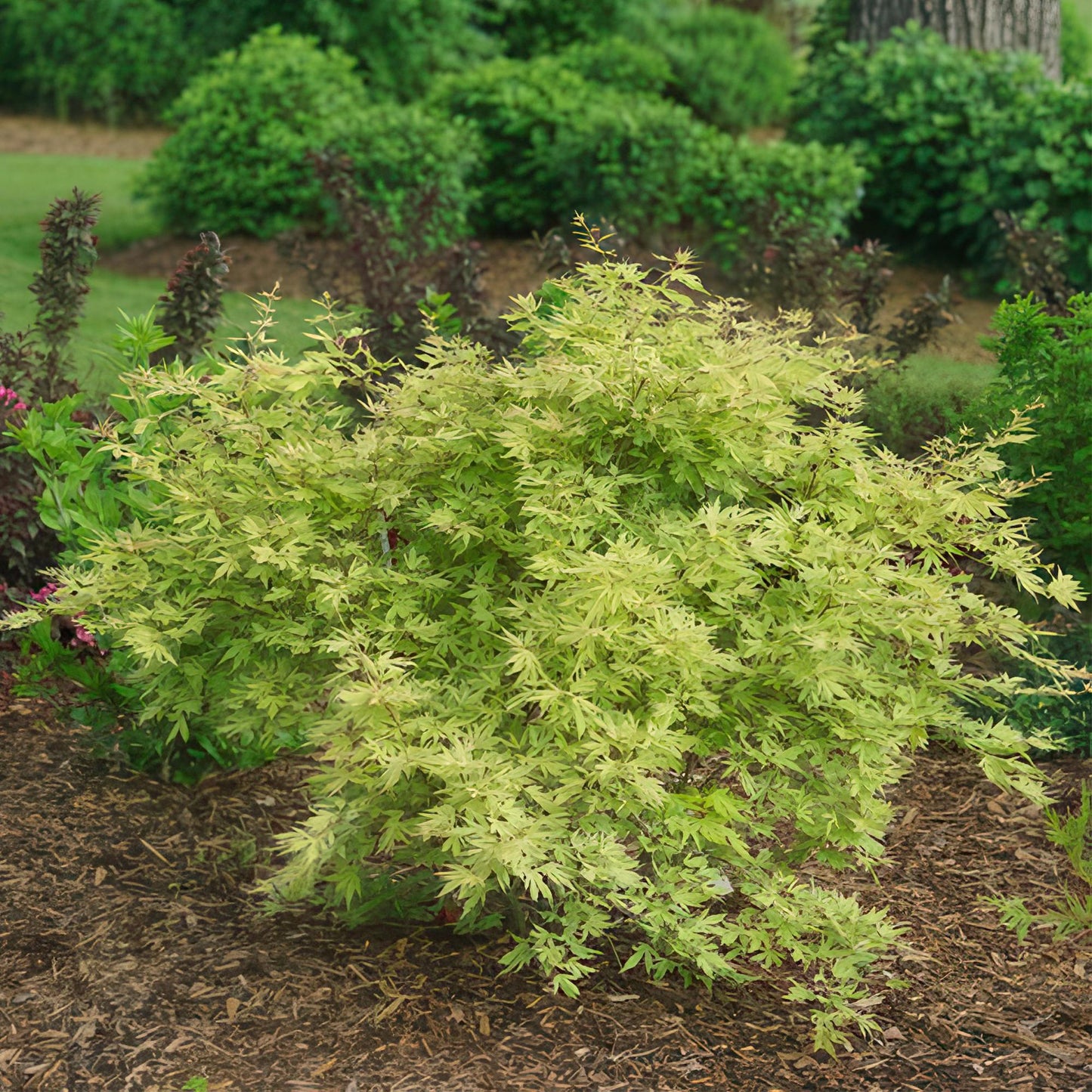 Garden plant - Acer palmatum Methamorphosa - Japanese Maple - Deciduous - Green - Orange - 1 - Pot 26cm - Height 90cm