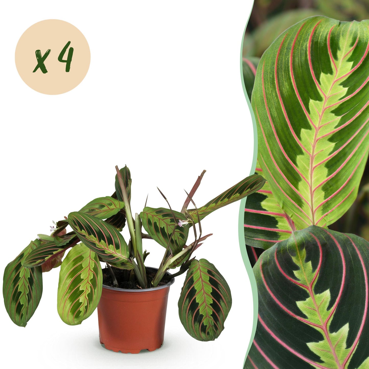 Green boutiQ - Houseplant - Maranta Fascinator Tricolour - Prayer Plant - Pet-Friendly - Green - 4 Plants - 12cm Pot - Height 30-35cm