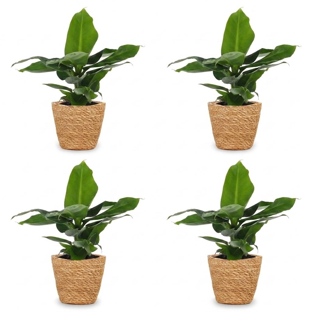 Green boutiQ - Musa Oriental Dwarf - Oriental Dwarf Banana - 4 Plants - with Seagrass Basket - Pot 12cm - Height 30cm