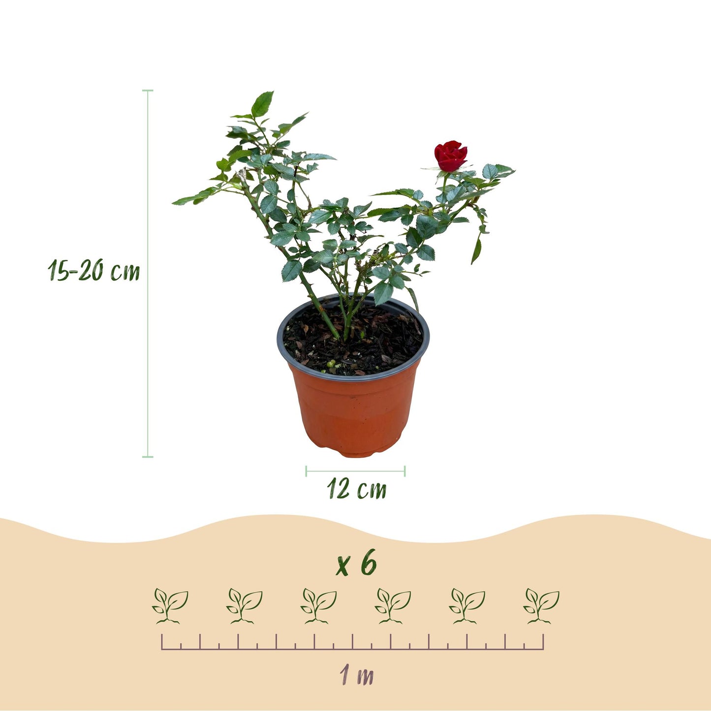 Tuin Roos - Rosa Rote The Fairy - Roos - Winterhard - Rood - 1 Plant - Pot 12cm - Hoogte Hoogte 20-25cm
