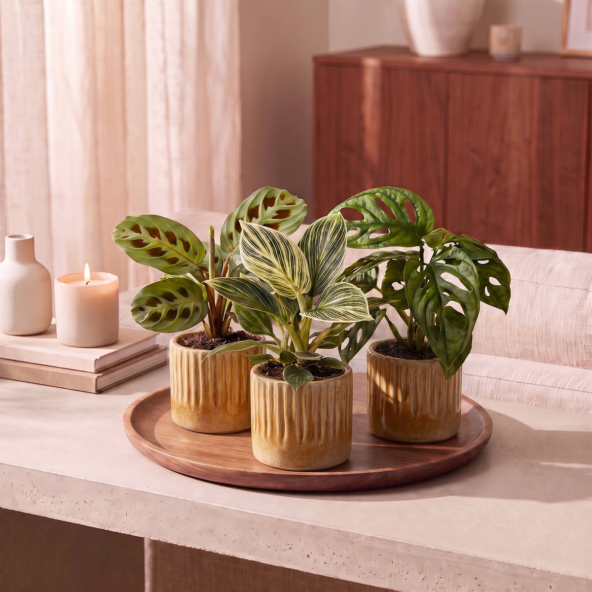 3x Baby Plant Surprise Box - Small plants surprise box - Assorted - Tropical - incl. Linnea Honey - Ø6cm - ↕5-15cm