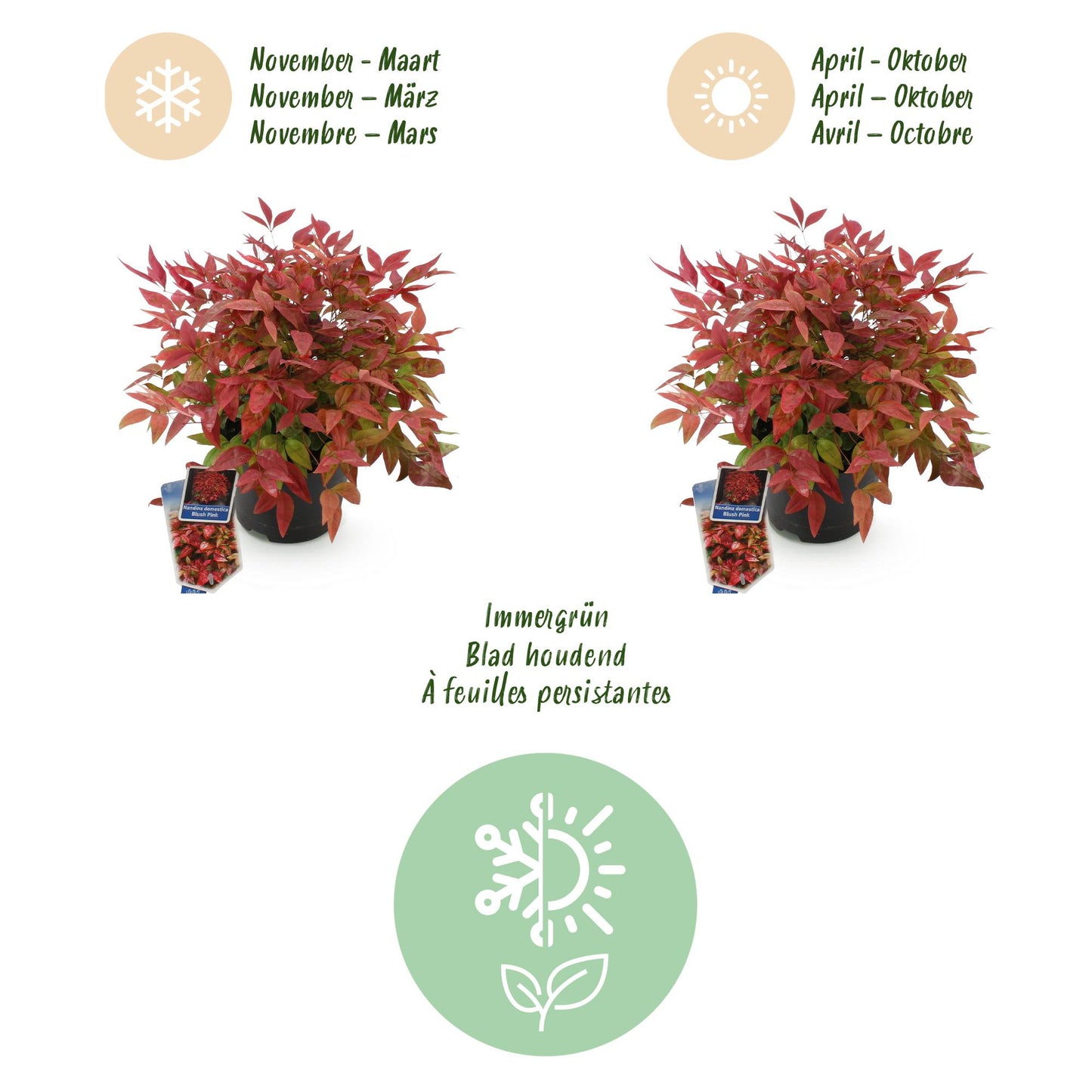 Tuinplant - Nandina Blush Pink - Donker Roze - 1 Plant - Groenblijvend - Weinig Onderhoud - Pot 17cm Hoogte 40cm