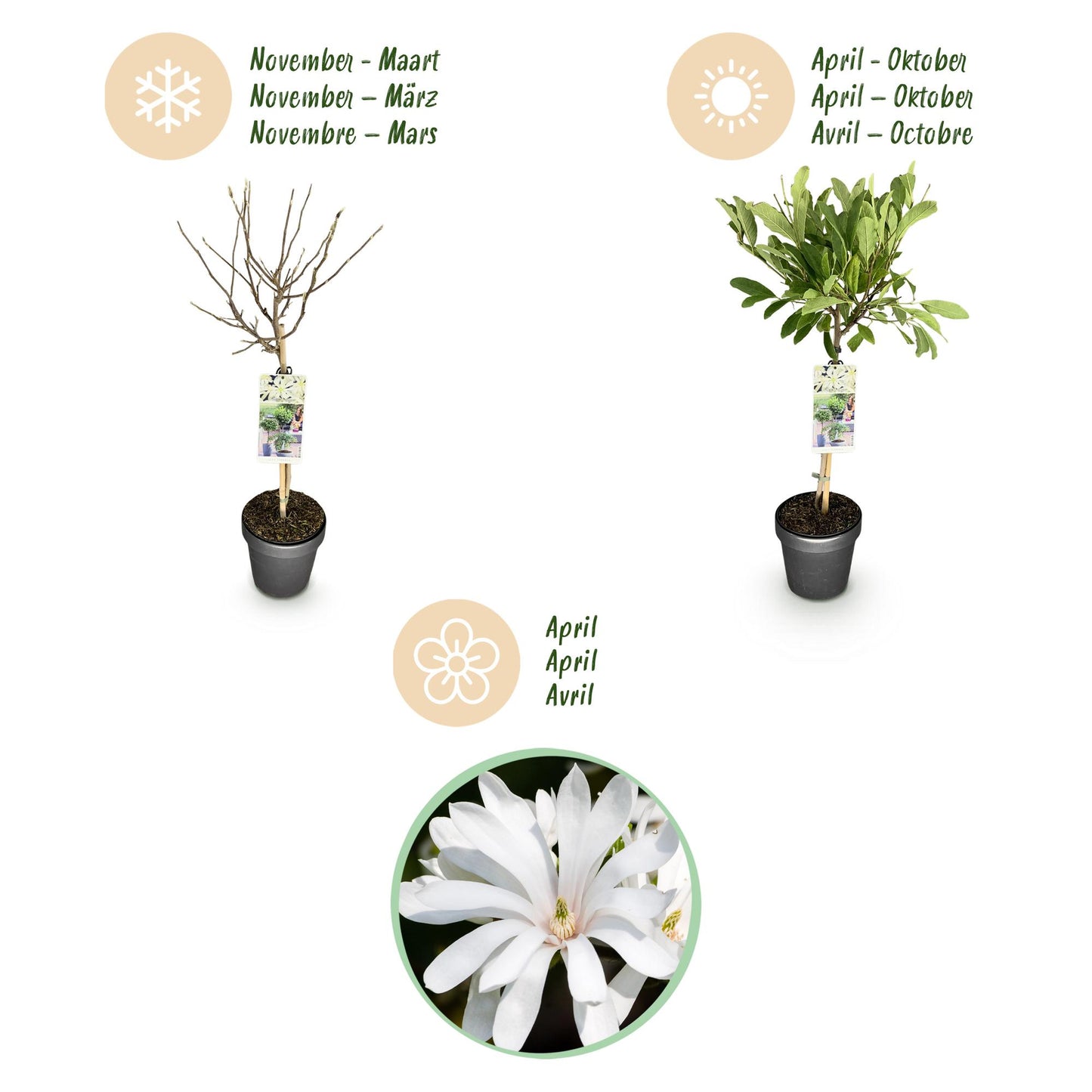 Green boutiQ - Plant on Stem - Magnolia stellata - Terrace Plant - Deciduous - Winter Hardy - White Flower - Pot 19cm Height 90cm