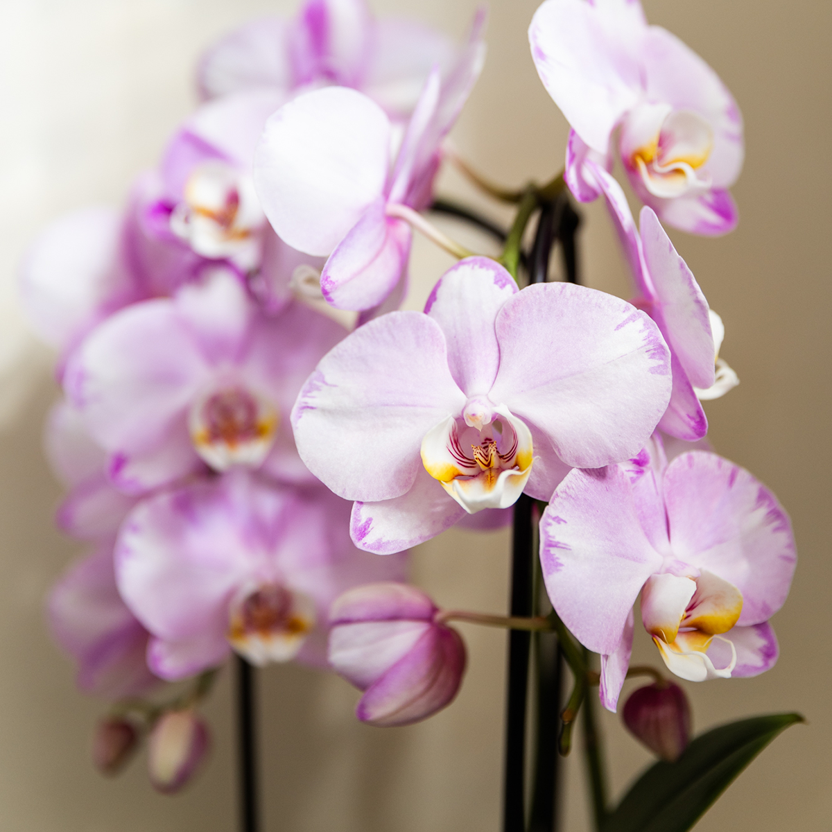 Kolibri Company | Plantenset Mesh White | Roze Niagara Falls orchidee 12 cm + groene planten incl. sierpotten – vers van de kweker