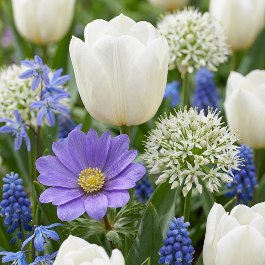 1000x Bulb Garden Blue - Blue bulb garden mix - Various - Summer flowering - Bulb size 10/12