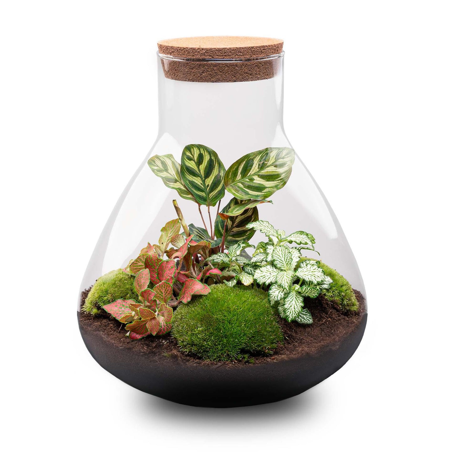 DIY Plant terrarium with light - Sam XL Red - Ø 30 cm ↑ 32 cm - No tools