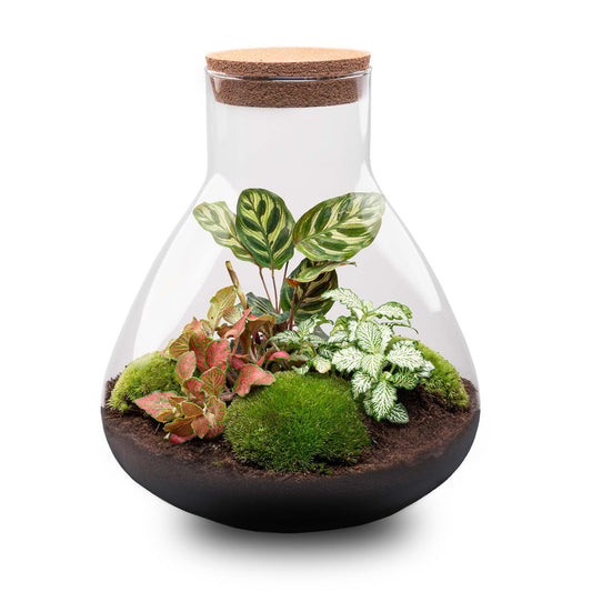 DIY Plant terrarium with light - Sam XL Red - Ø 30 cm ↑ 32 cm - No tools