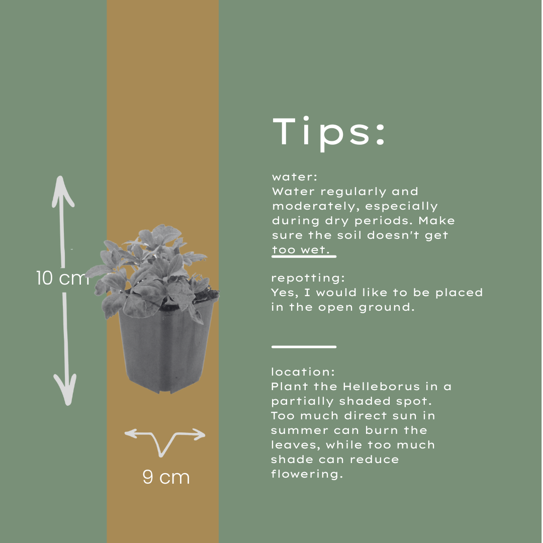 60x Helleborus niger - ↕10-25cm - Ø9cm