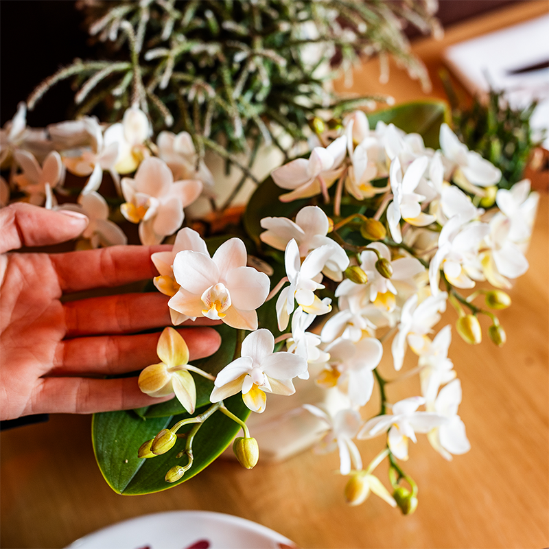 Hummingbird Orchids | Scandic Copper pot Ø9cm with white Nazaré orchid – fresh from the grower