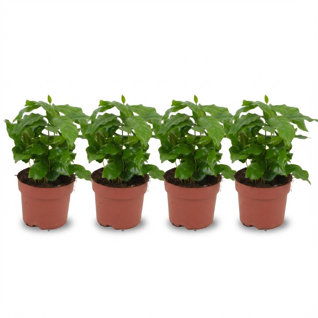 4x Pianta di caffè Coffea Arabica - Ø 12 cm - Altezza: 25 cm
