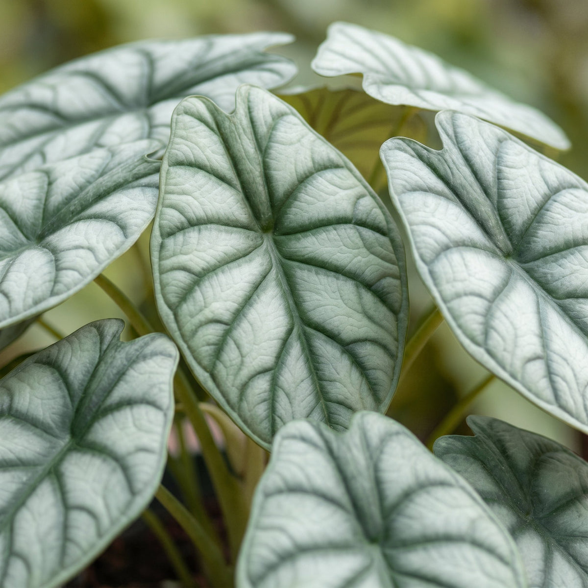 Silver Dragon - Alocasia Silver Dragon - Grey - Tropical - Ø6cm - ↕12cm