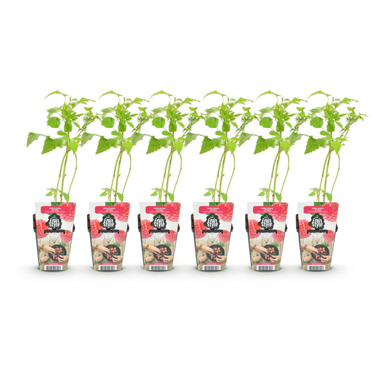 Fruitplanten - Framboos - Rubus idaeus Ottawa - Winterhard - 6 Planten - Pot 9 cm - Rode Framboos