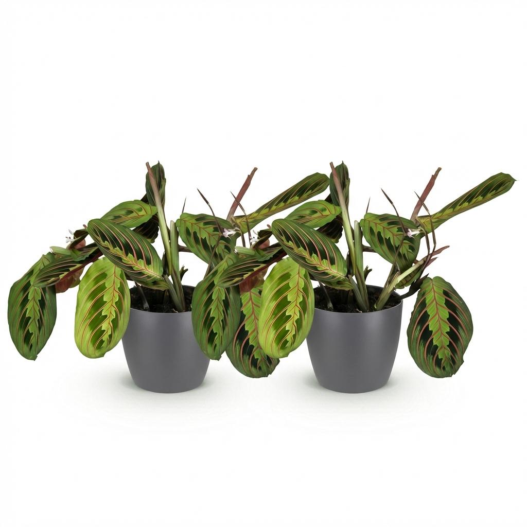 Kamerplant - Maranta Fascinator Tricolour - Gebedsplant - Huisdiervriendelijke Plant - Groen - 2 Planten - met Potter Grijs - Pot 12cm - Hoogte 25cm