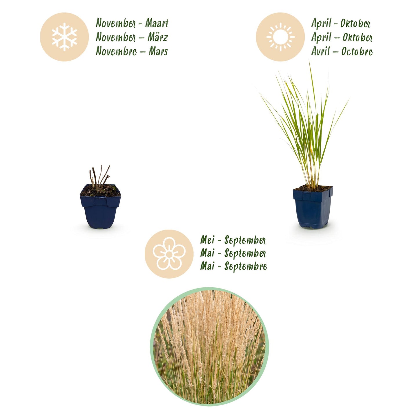 Grassen - Calamagrostis Karl Foerster - Struisriet - Met Pluim - Groen - 6 Planten - Pot 11cm - Hoogte 15-25cm