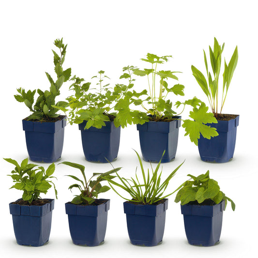 Green boutiQ - Borderpakket - Bijen en Vlinderlokkend - 8 Vaste planten - 1 m2 - Diversen kleuren - Weinig Onderhoud - Pot 11cm